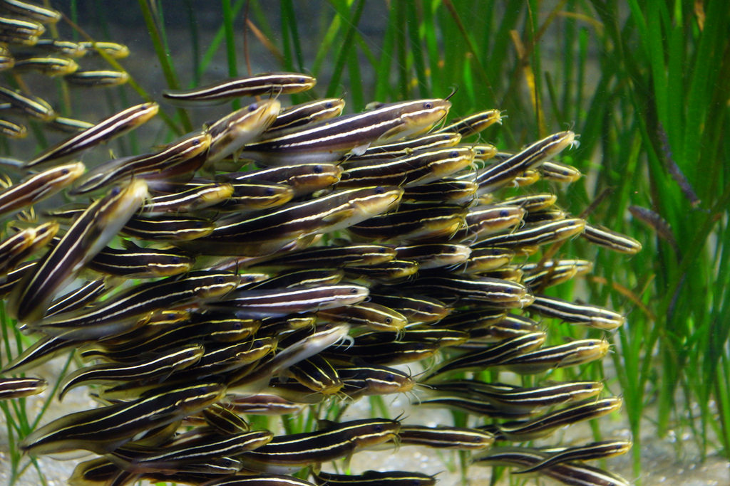 伊豆の海にいる危険生物